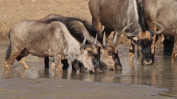 Wildebeest Drinking Water - South Africa