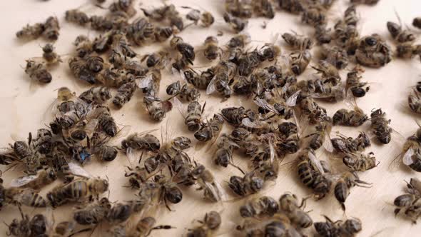 A Lot of Dead Worker Honey Bees Close Up