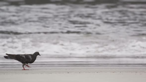 Shot of pigeon walking on the beach in Rio de Janeiro, Brazil