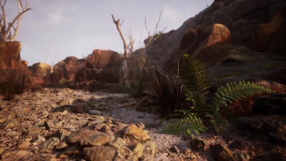 Dry Dead Tree Branches and Mountain Ridge