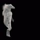 63 White Horse Dancing HD - VideoHive Item for Sale