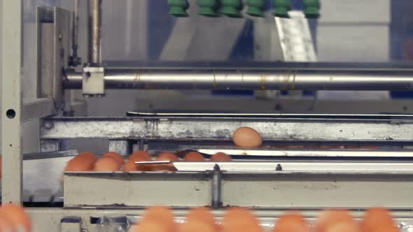 Eggs moving on the production line