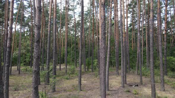 Trees in the Forest During the Day