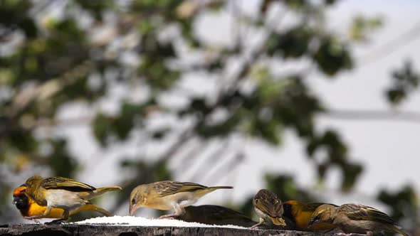 Northern Masked Weavers, Ploceus taeniopterus, group at the Feeder, in flight