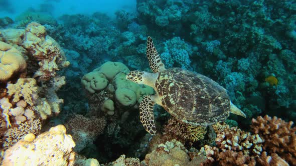 Coral Reef Turtle