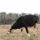 cow in Palmetum - VideoHive Item for Sale
