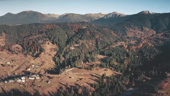 Aerial Yellow and Green Trees Forest in Mountains