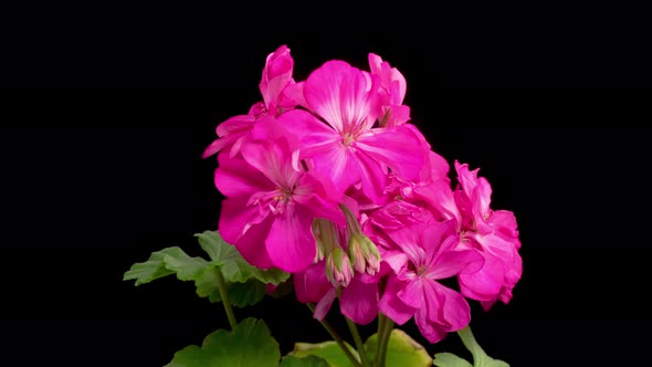 Time Lapse of Opening Purple Geranium ( Pelargonium ) Flower