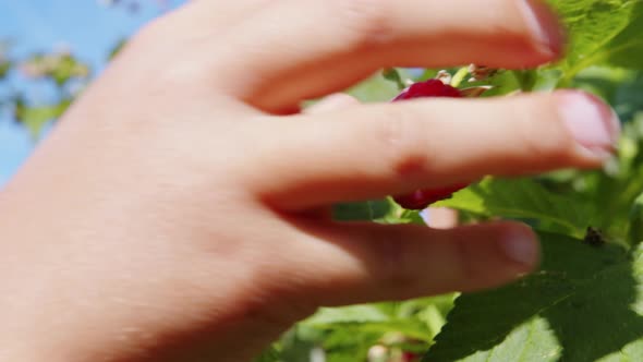 Hand Picks Raspberries From Branch in Garden