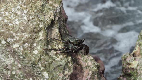 Crabs on the rocks at Bellows Field Beach Park.