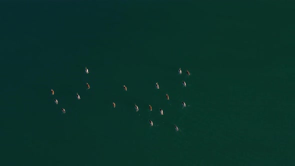 Floating Birds