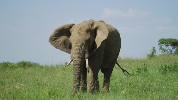 Elephant eating and moving its ears