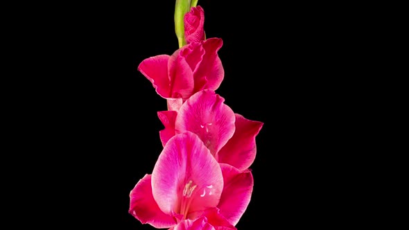 Time lapse of Opening Pink Gladiolus Flower