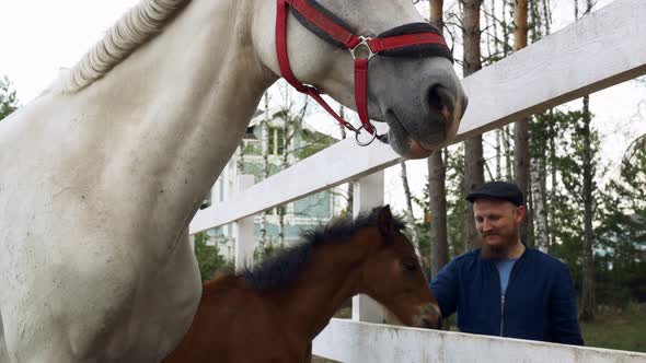 The White Horse and the Foal are in the Horse Paddock