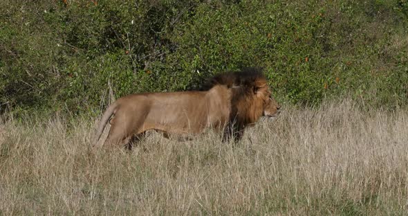 African Lion, panthera leo, Male walking through Savannah, Nairobi Park in Kenya, Real Time 4K