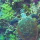 Turtle Swimming in Blue Water - VideoHive Item for Sale