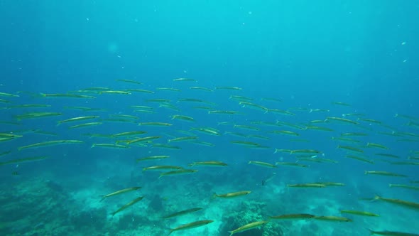 School of Small Barracudas Fish Underwater