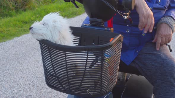 cute little dog in basket of a mobiity scooter