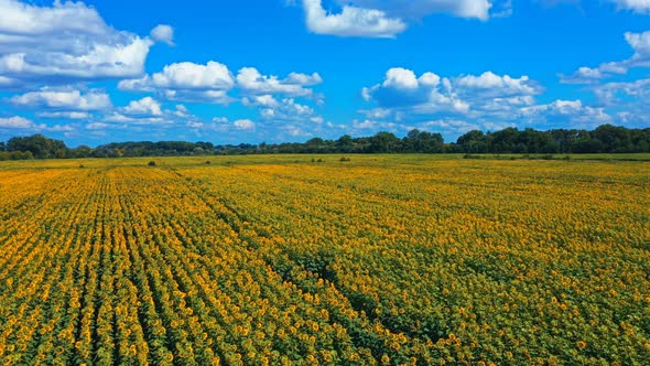 Aerial View Landscape Field Of Sunflowers