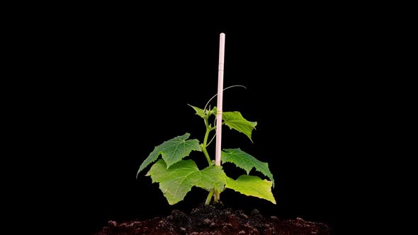 Young Cucumber Plants Germinate Under the Sun Time Lapse Alpha Channel