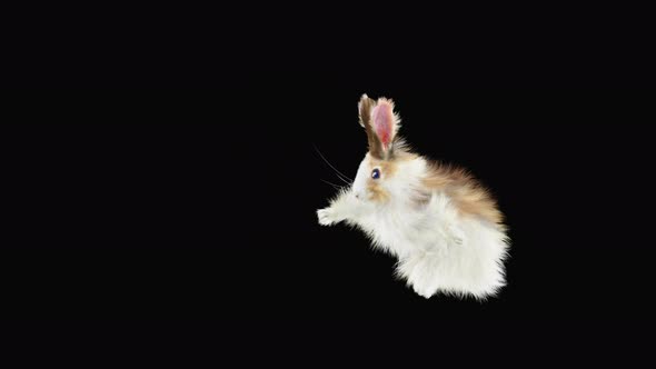 Rabbit Dancing 4K