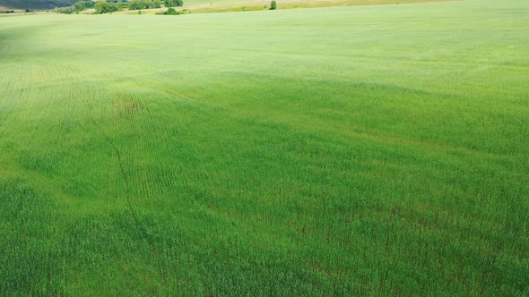 Wheat Field With Waves