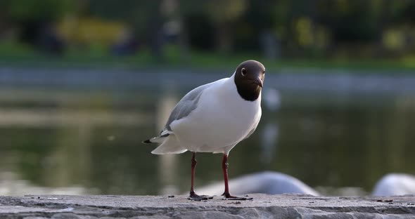 White Seagull By The Water