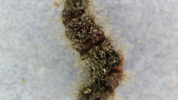 Moving Caterpillar With Hair