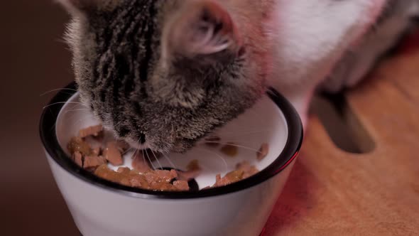 Kitten Eating Food From Bowl