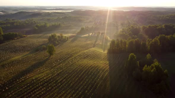 Flying Over a Field with Apple Trees a Plantation of Fruit Trees on a Drone in the Light of the