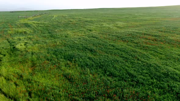 Aerial view of field of red poppy flowers