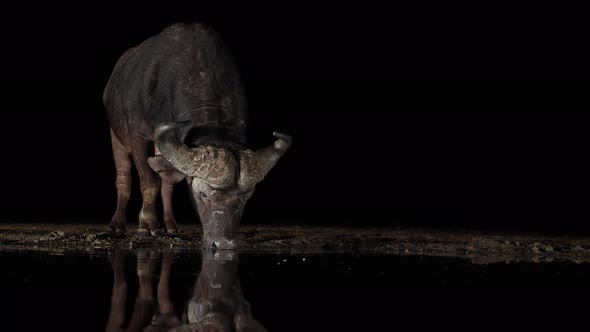 Black night background, Cape Buffalo drinks, reflects in watering hole