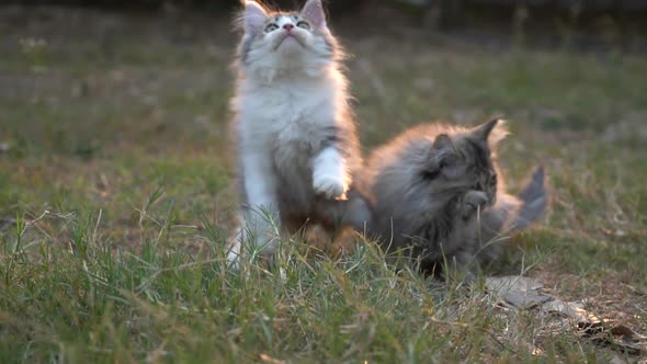 Two Kitten Playing In The Garden Slow Motion