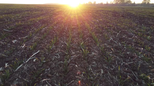 Germinating Wheat Grain on a Field of Agriculture View of the Sunrise on a Field with Crops