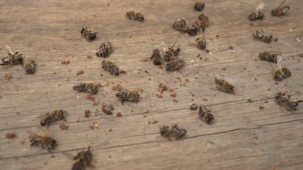 A lot of dead worker honey bees close up