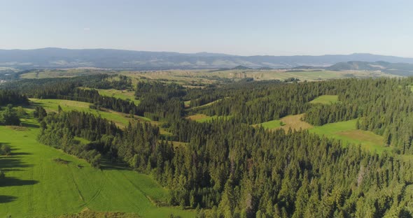 Flying Over the Beautiful Forest Trees