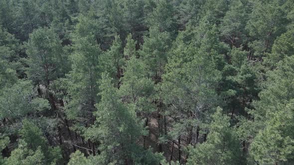 Green Pine Forest By Day Aerial View