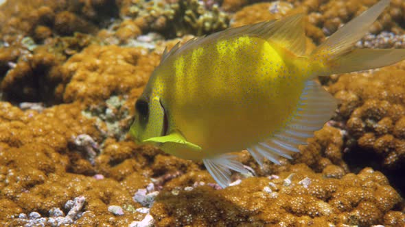 Underwater Video of Snorkeling or Diving on Sea Coral Bluespotted Spinefoot