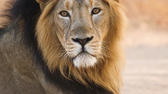 The Lion king of Asia looks behind at his family which is sitting in share on late Morning in the In