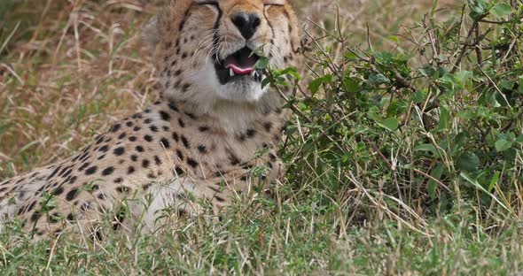 952019 Cheetah, acinonyx jubatus, Portrait of Adult laying on Grass, Masai Mara Park in Kenya, Real