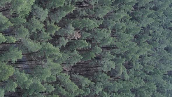 Vertical Video of Pine Forest Aerial View Slow Motion