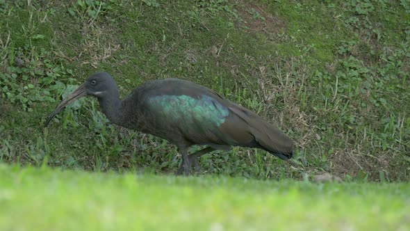 Dark bird eating grass