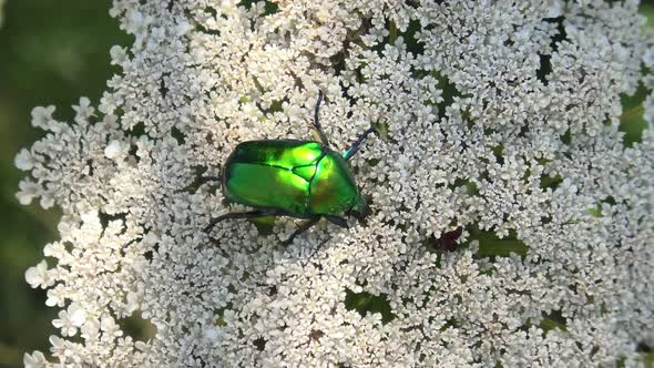 Green Rose Chafer Beetle