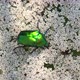 Green Rose Chafer Beetle - VideoHive Item for Sale