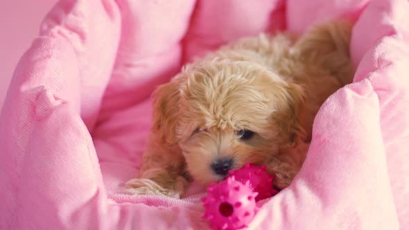 Puppy Dog Is Playing in Its Lair on a Pink Background