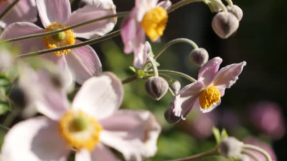 Cultivated  Japanese anemone hybrida flower shallow DOF 4K footage