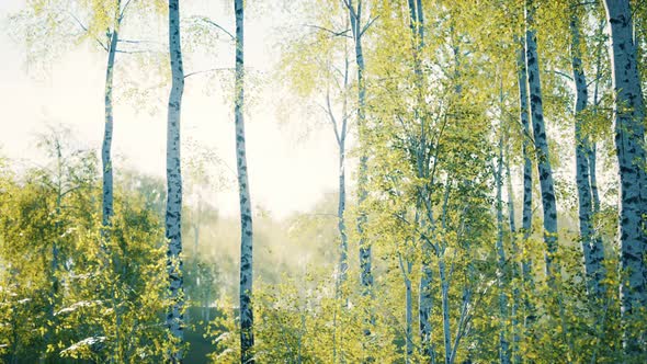 White Birch Trees in the Forest in Summer