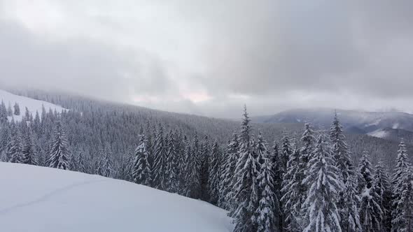 Aerial Flying Above Winter Forest in Mountain Valley