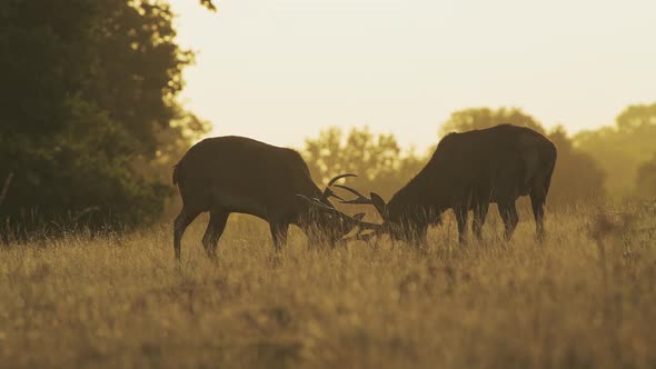 Male Red Deer Stag (cervus elaphus) during deer rut, rutting and clashing antlers and hitting heads 