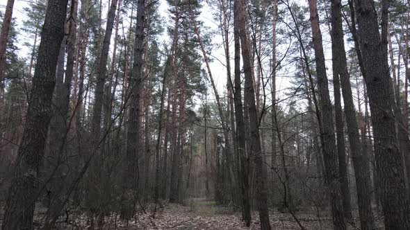 Trees in a Pine Forest During the Day Aerial View